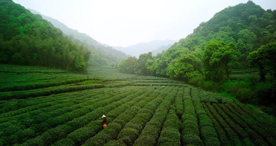 卢正浩：真正的西湖龙井，产地才是重中之重！