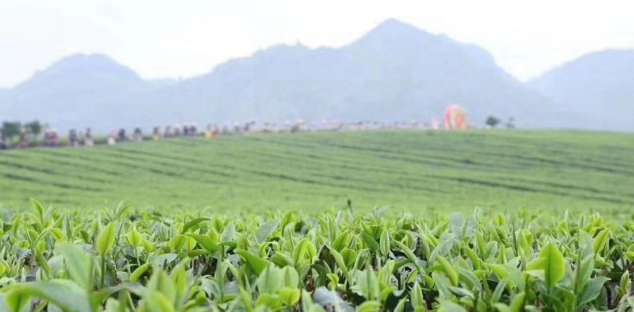 看头采直播送千份好茶，3月21日中国英德红茶头采节 在线等你
